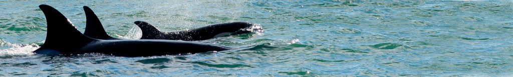 Orca Punta Norte Puerto Piramides Peninsula Valdes Patagonia Argentina