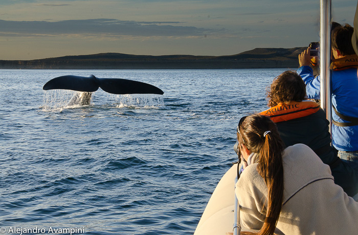 Whale watching Valdes Peninsula - Photo tips
